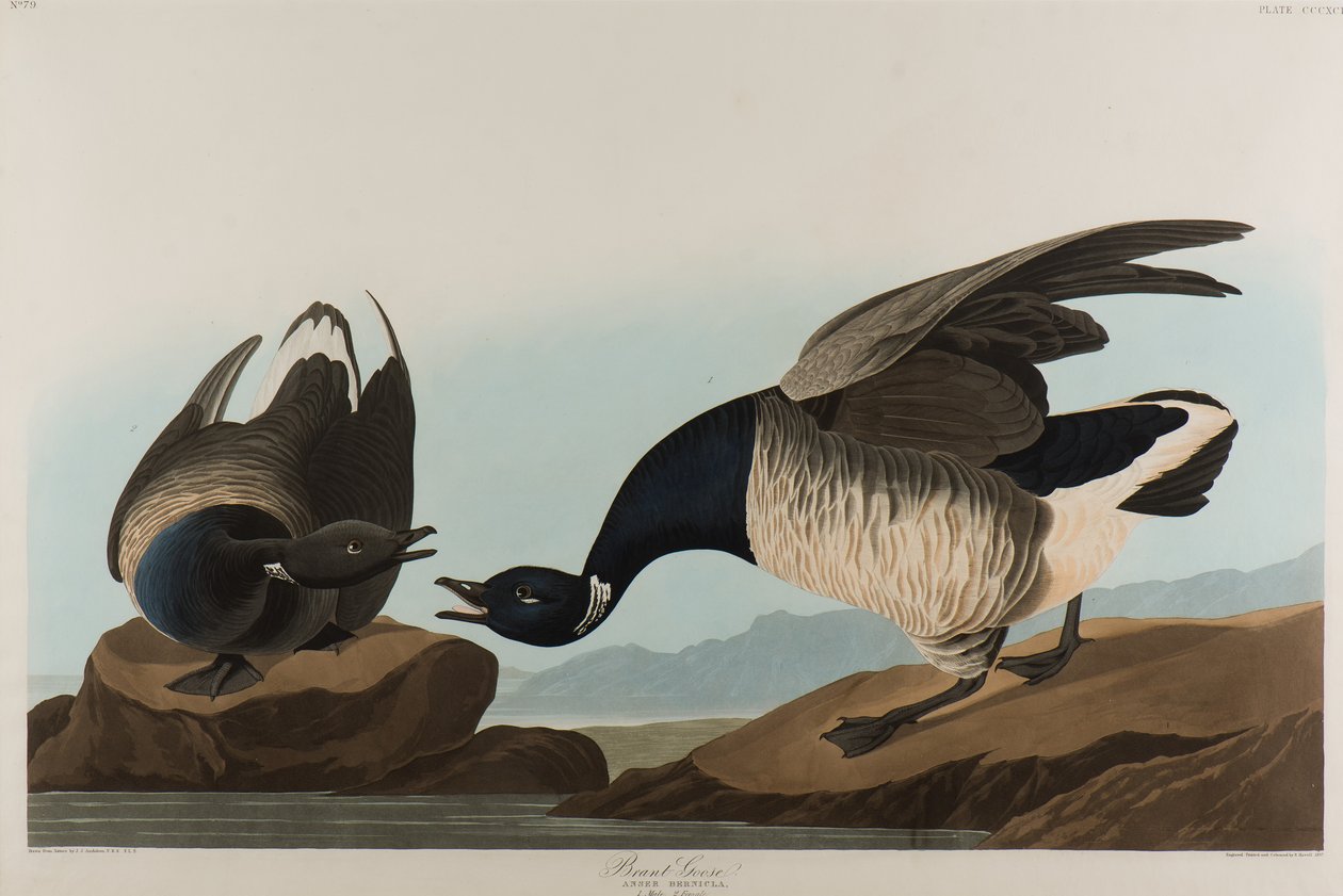 Brant Goose, 1837 (wc na papíře) od John James Audubon
