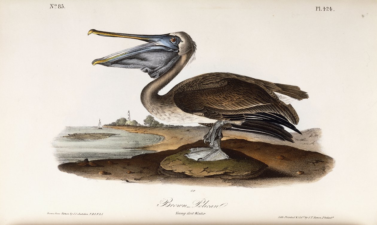 Pelikán hnědý od John James Audubon