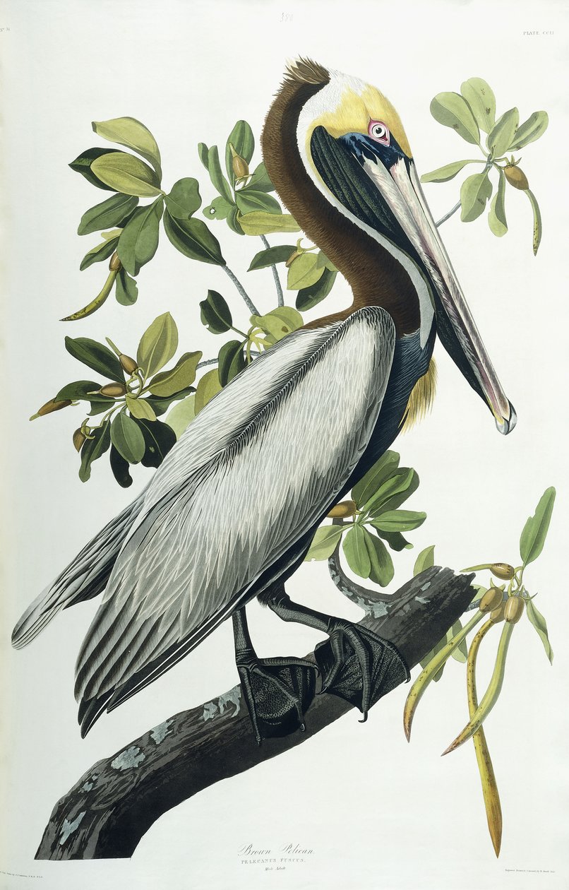 Pelikán hnědý, 1835 od John James Audubon