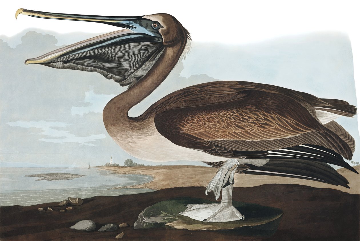 Pelikán hnědý, Pelecanus Fuscus, z "The Birds of America" od Johna J. Audubona, hospoda. 1827-38 od John James Audubon