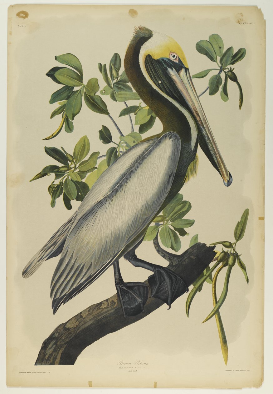 Brown Pelican, tiskl Julien Bien a publikoval Roe Lockwood & Son, 1861 (chromolitograf) od John James Audubon