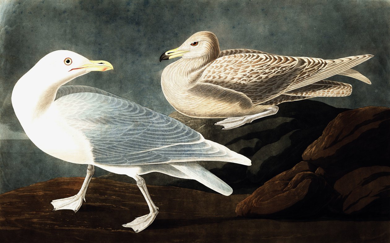 Burgomaster Gull, Larus Glaucus, z "The Birds of America" od Johna J. Audubona, hospoda. 1827-38 od John James Audubon