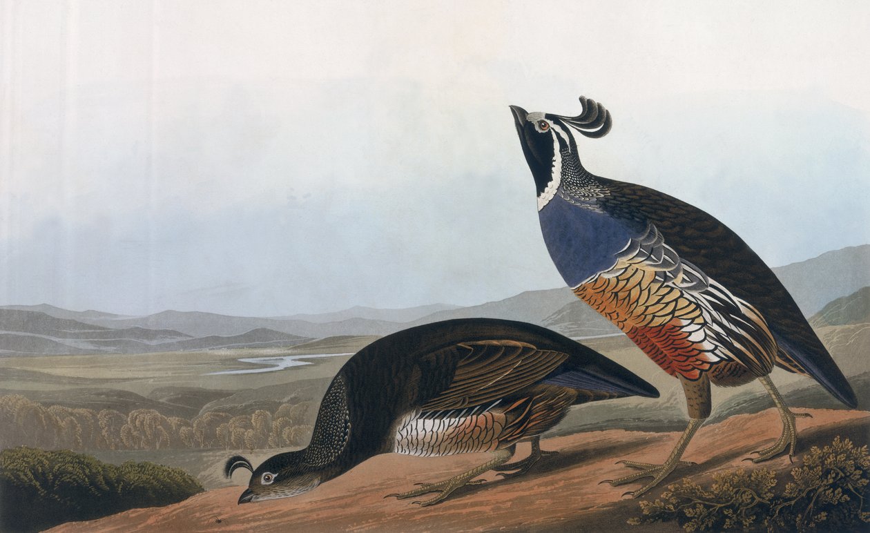 Koroptev kalifornská, z knihy "Ptáci Ameriky", vyryl Robert Havell (1793-1878) 1838 od John James Audubon