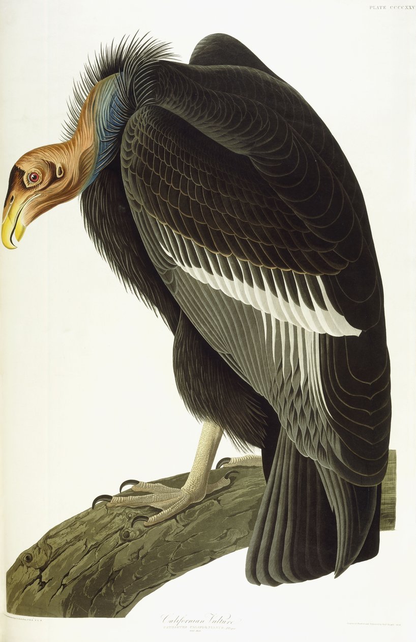 Kalifornský sup, starý samec, 1838 od John James Audubon