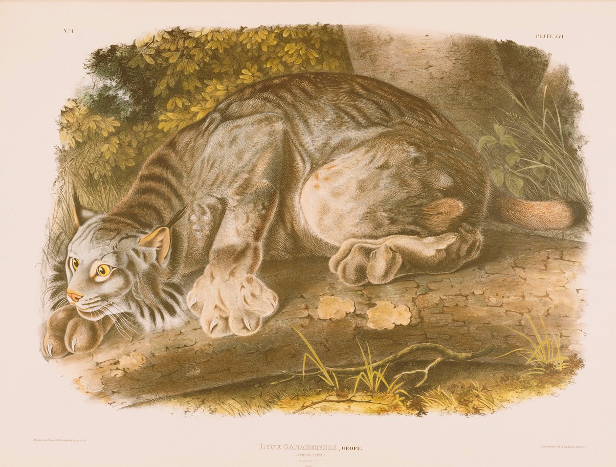 Lynx kanadský od John James Audubon