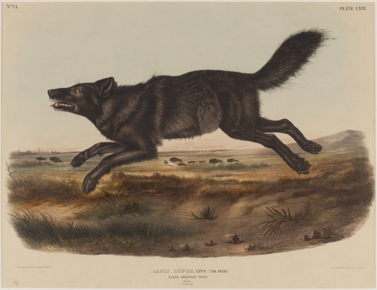 Canis Lupus (Vlk z Černé Ameriky) od John James Audubon