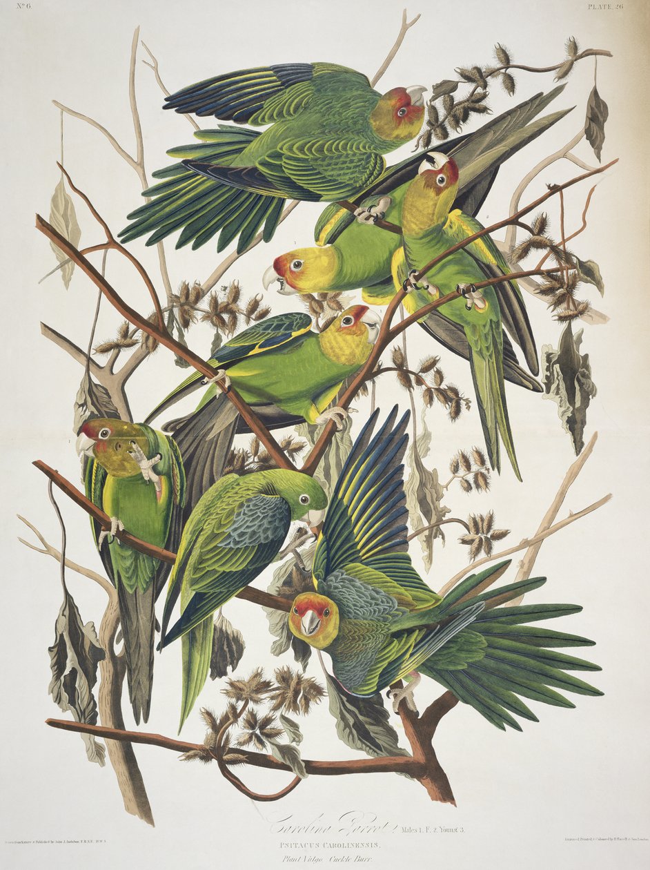 Carolina Parakeet, z 