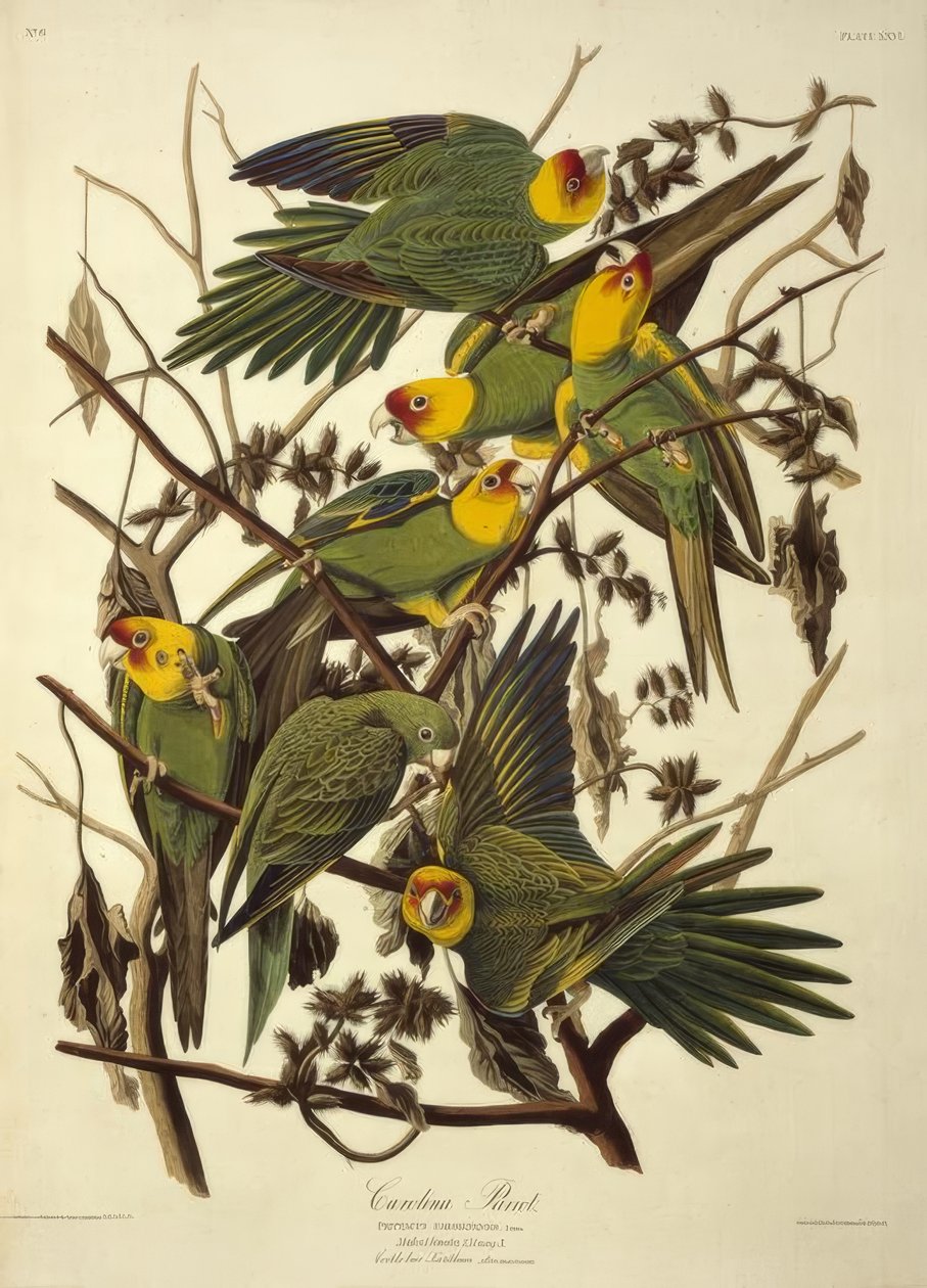 Carolina papoušek. Psittacus Carolinensis od John James Audubon