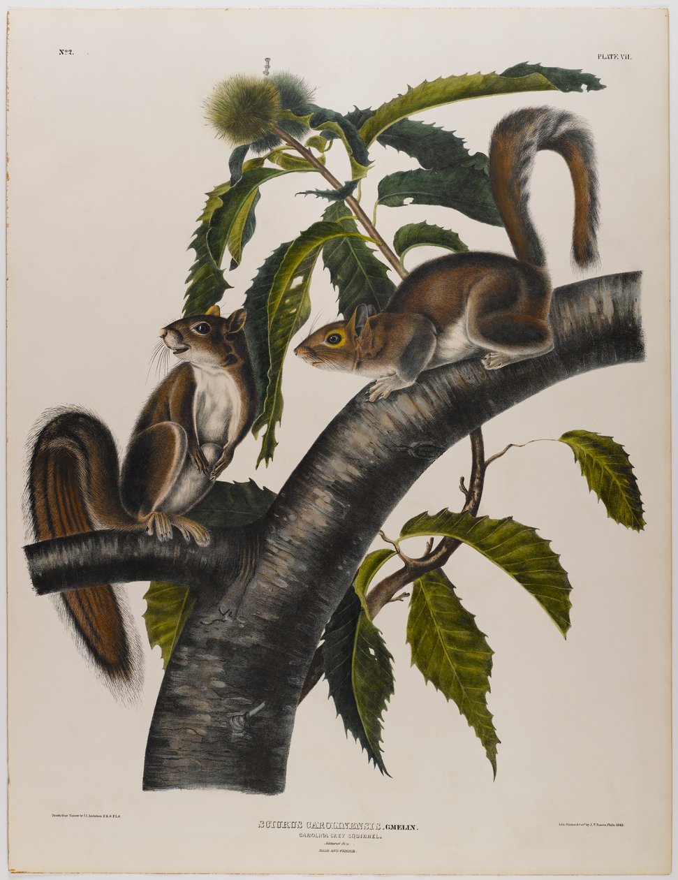 Carolina šedá veverka od John James Audubon