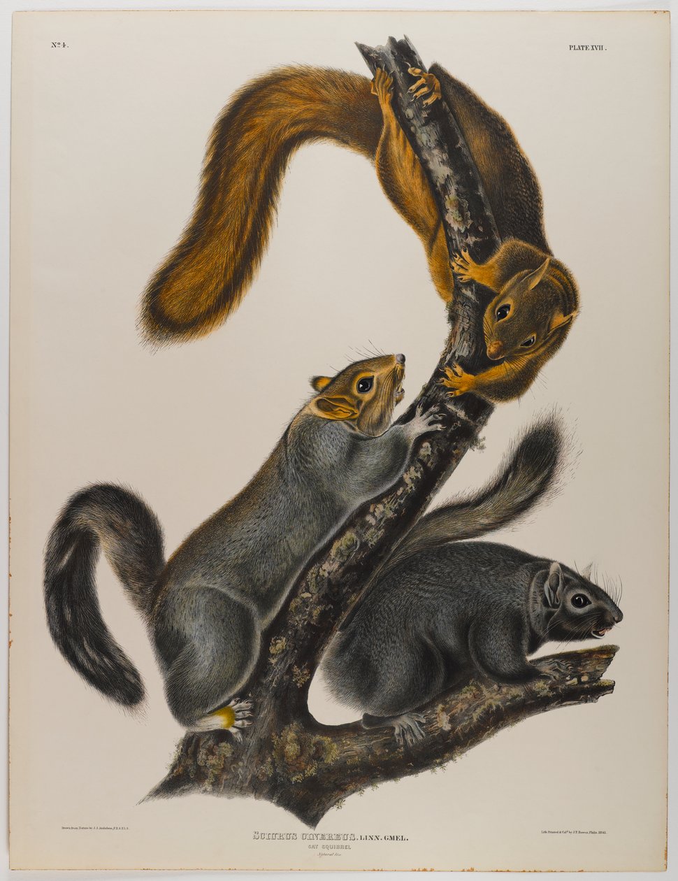 Kočičí veverka od John James Audubon