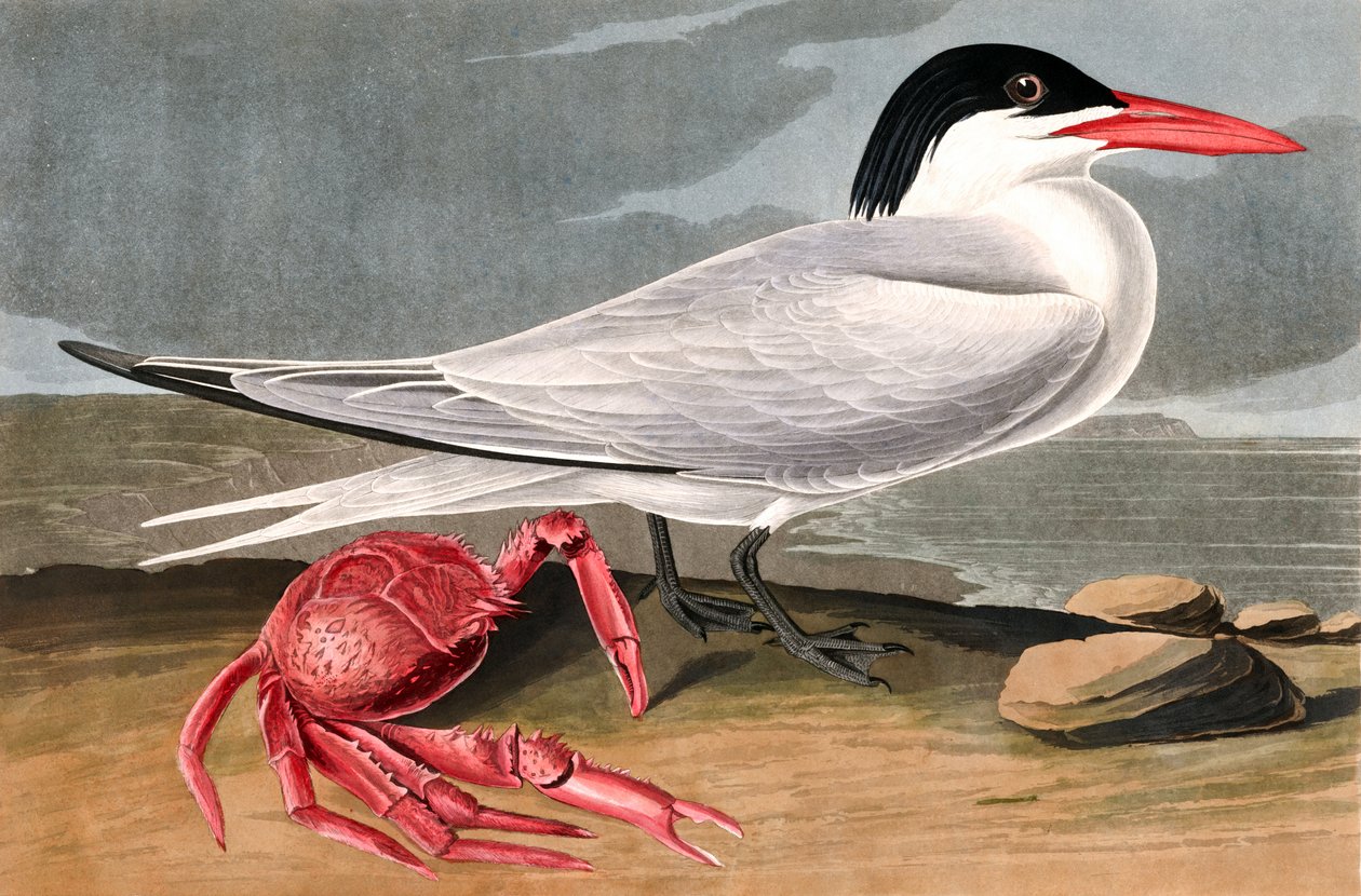 Cayenne Tern, Sterna Maxima, z "The Birds of America" od Johna J. Audubona, hospoda. 1827-38 od John James Audubon