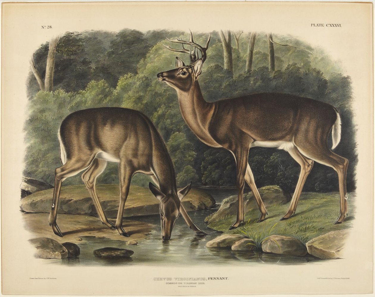 Virginský jelen, Pennant od John James Audubon