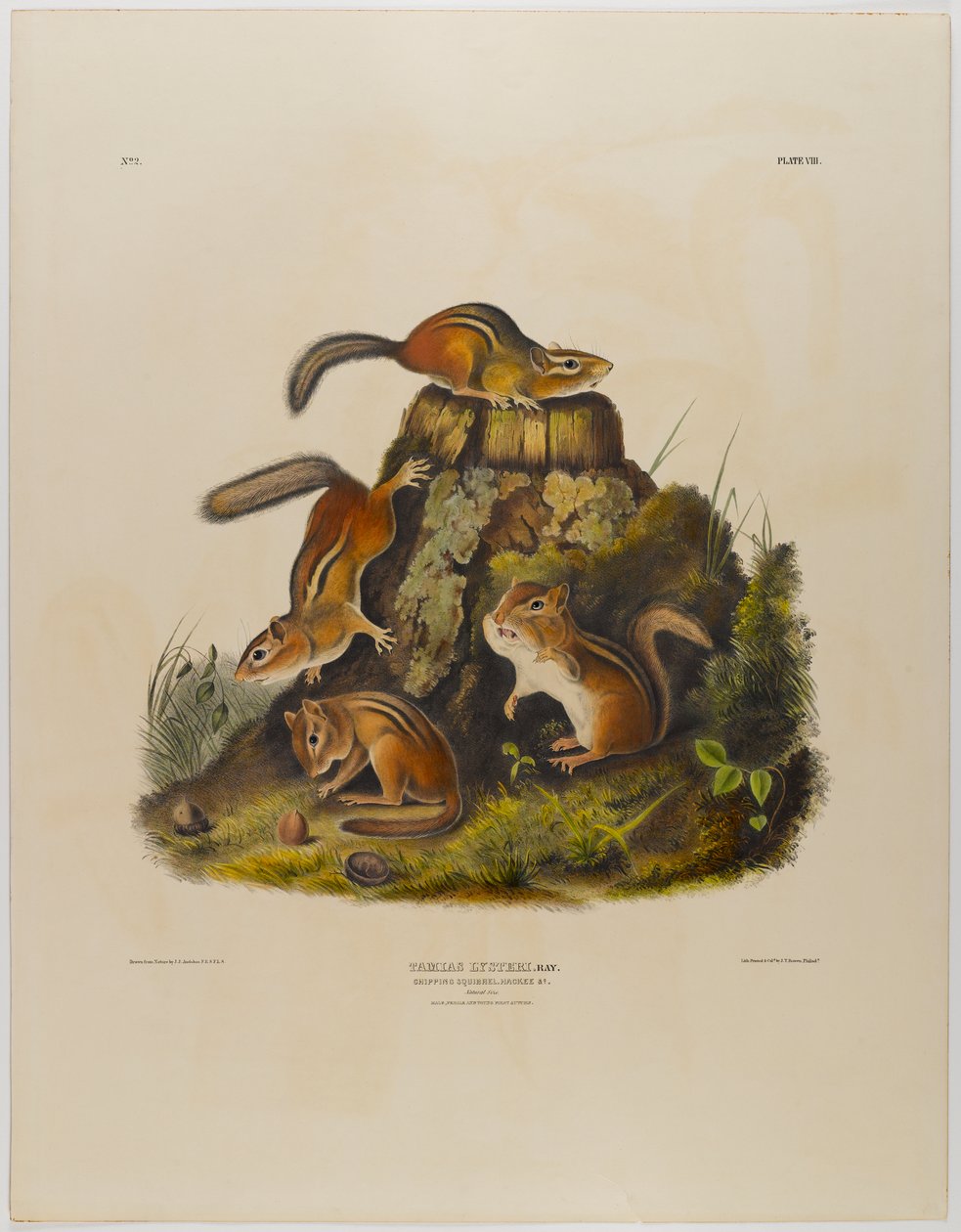 Chipping veverka hackee od John James Audubon