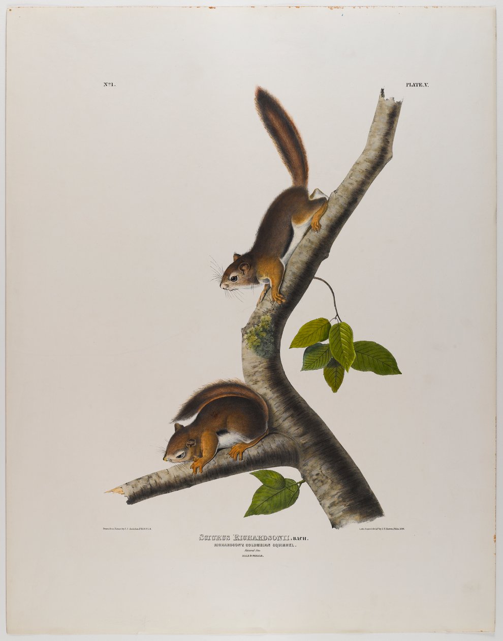 Kolumbijská veverka od John James Audubon