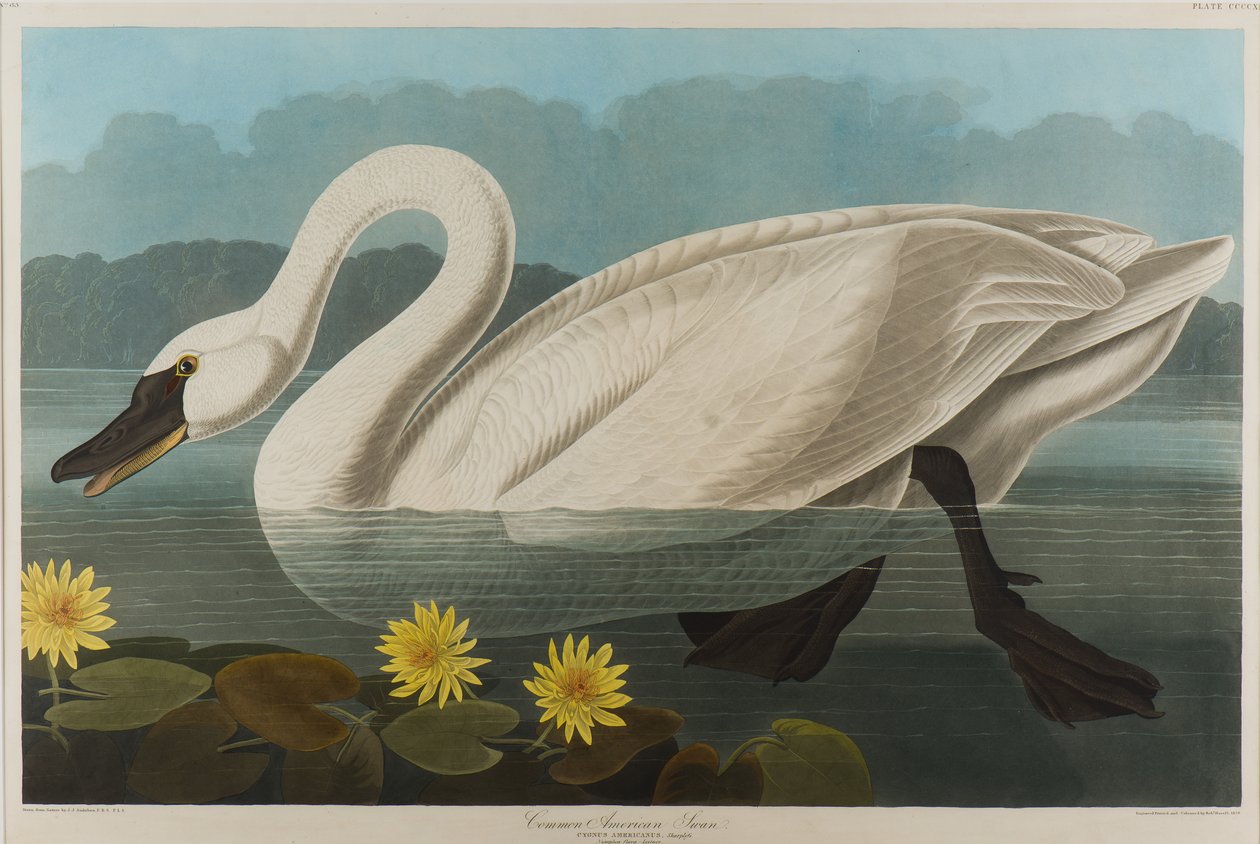 Common American Swan, 1838 (wc na papíře) od John James Audubon