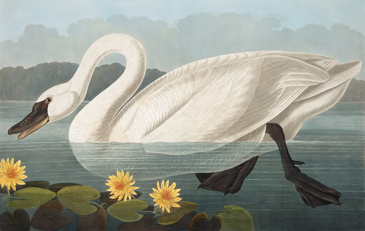 Společná americká labuť, Cygnus Americanus, z "The Birds of America" od Johna J. Audubona, hospoda. 1827-38 od John James Audubon