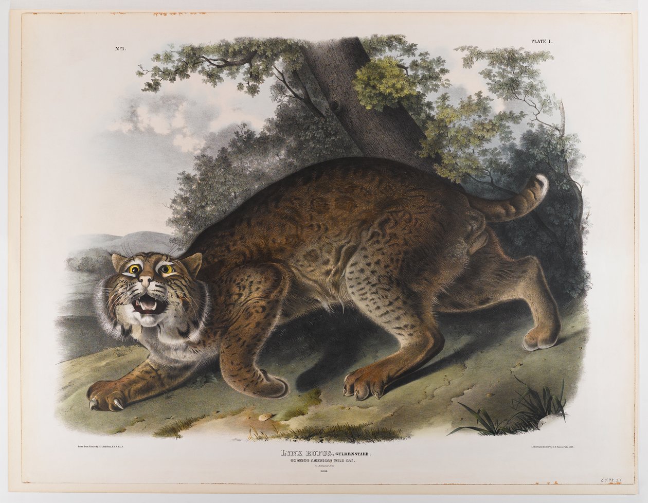 Obyčejná americká divoká kočka od John James Audubon
