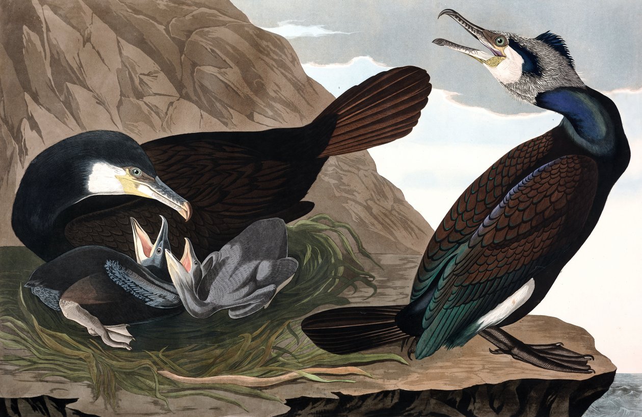 Kormorán obecný, Phalacrocorax Carbo, z "The Birds of America" od Johna J. Audubona, hospoda. 1827-38 (ručně kolorovaná rytina) od John James Audubon