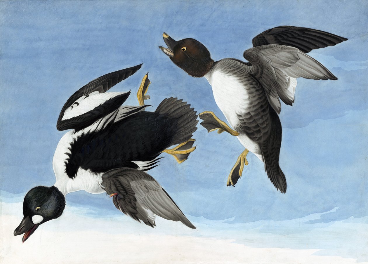 Zlatoočka obecná, z "The Birds of America" od Johna J. Audubona, hospoda. 1827-38 od John James Audubon