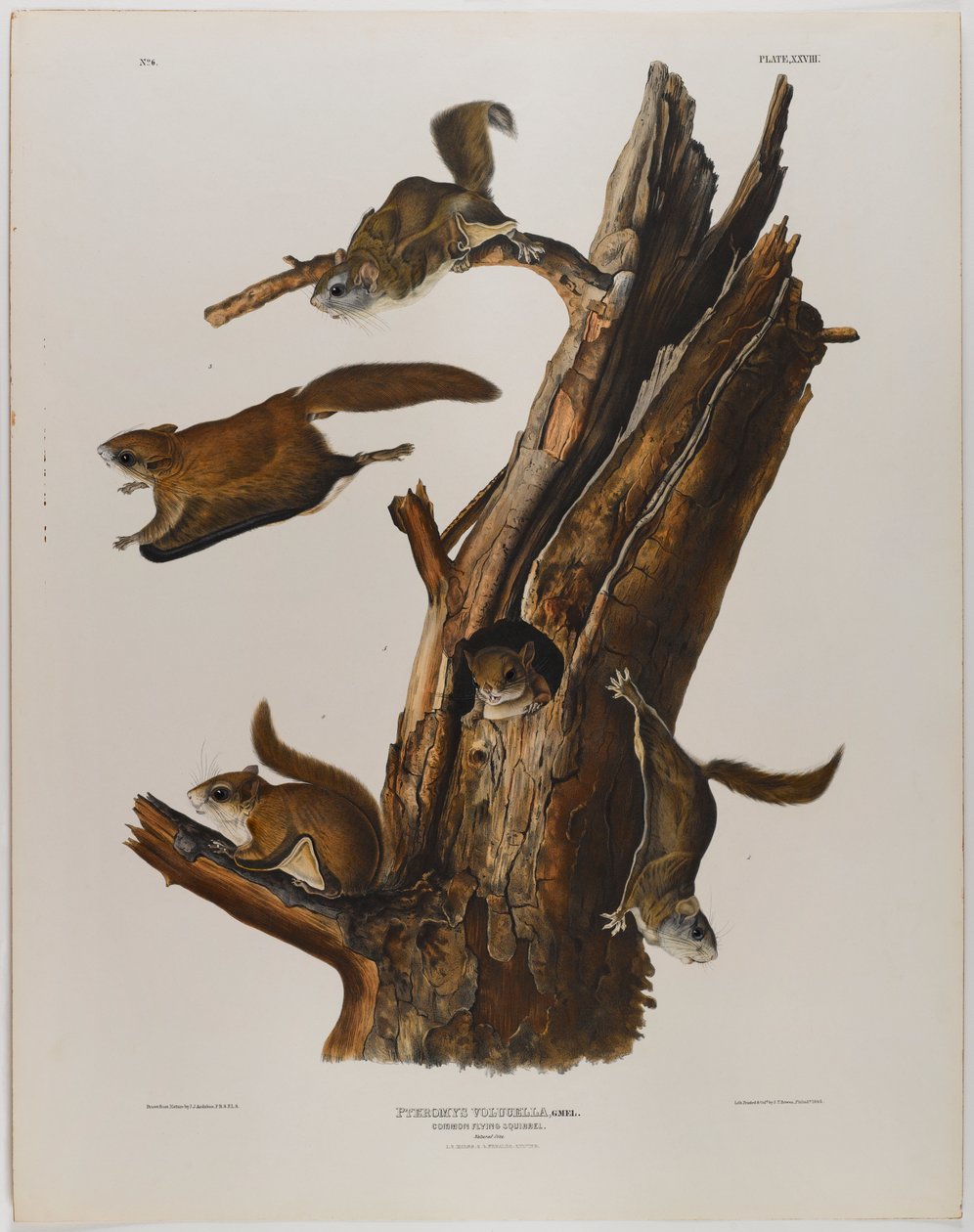 Veverka obecná od John James Audubon