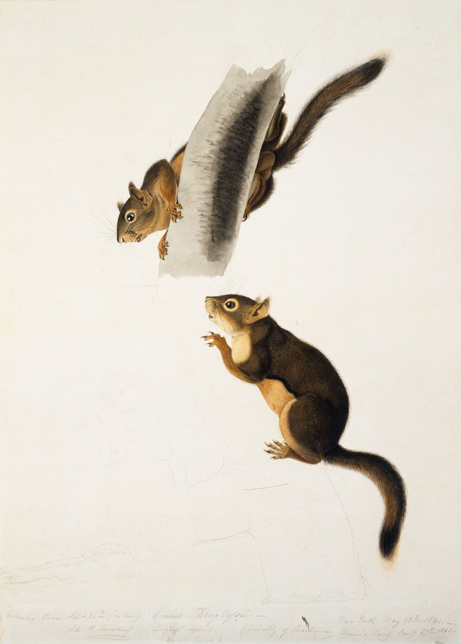 Douglas Squirrel, pro folio The Viviparous Quadrupeds of North America, vydané v roce 1845, kolem 1841-43 (tužka, inkoust a wc na papíře) (viz 129904) od John James Audubon