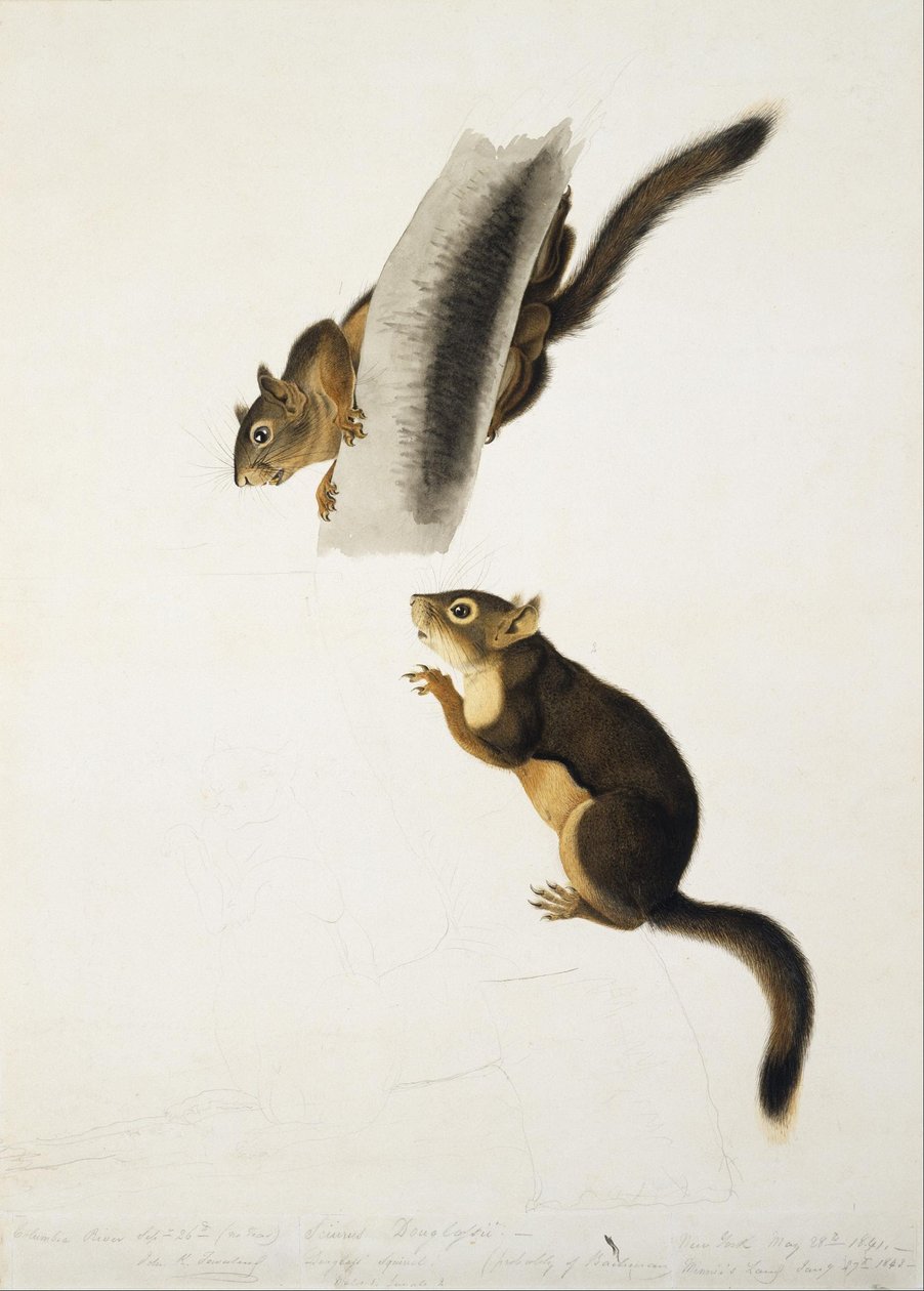 Douglasova veverka od John James Audubon