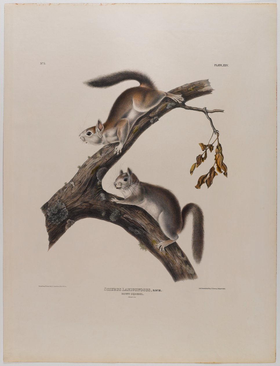Pýřitá veverka od John James Audubon