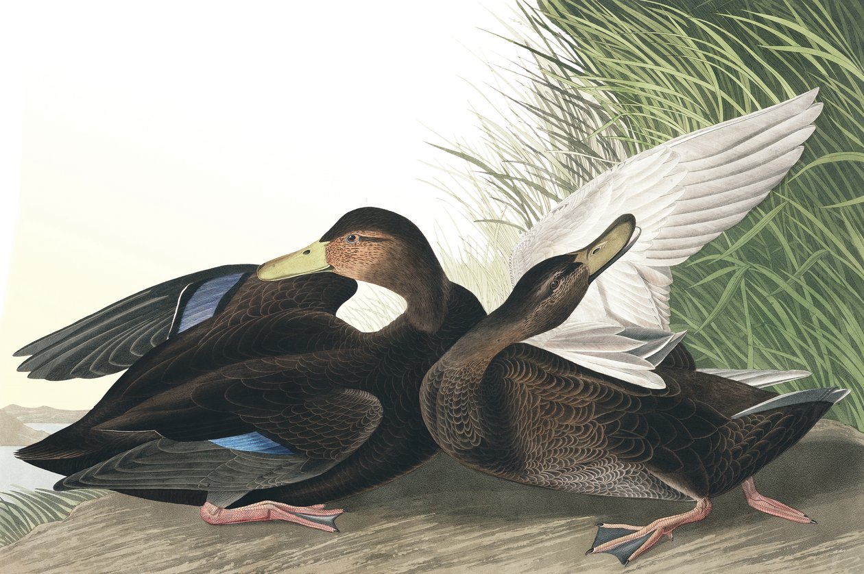 Dusky Duck, Anas Obscura, z "The Birds of America" od Johna J. Audubona, hospoda. 1827-38 od John James Audubon