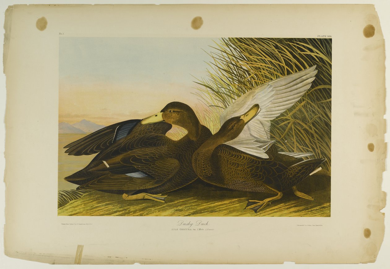 Dusky Duck, tiskl Julien Bien a publikoval Roe Lockwood & Son, 1861 (chromolitograf) od John James Audubon