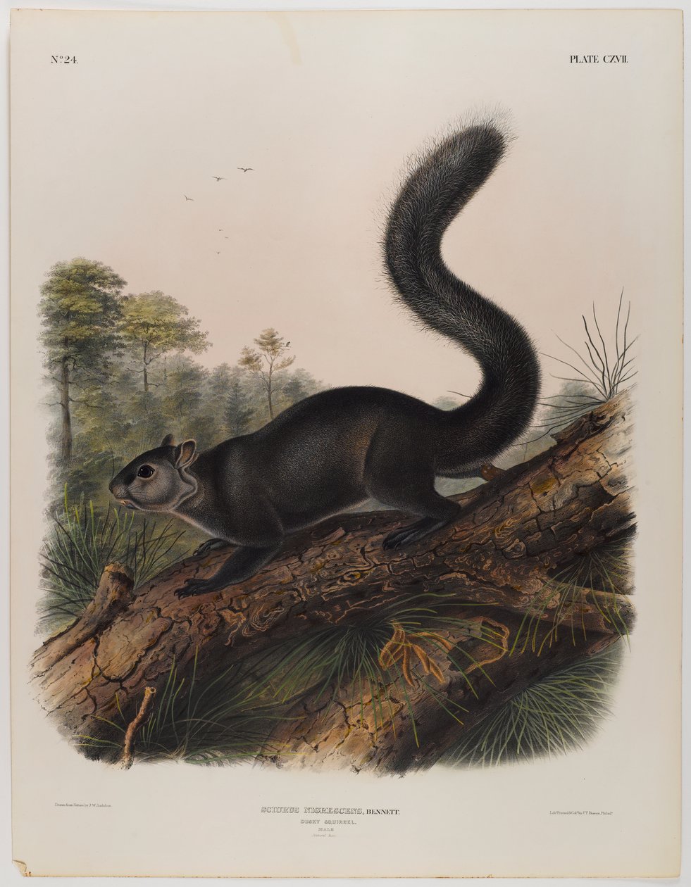 Tmavá veverka od John James Audubon