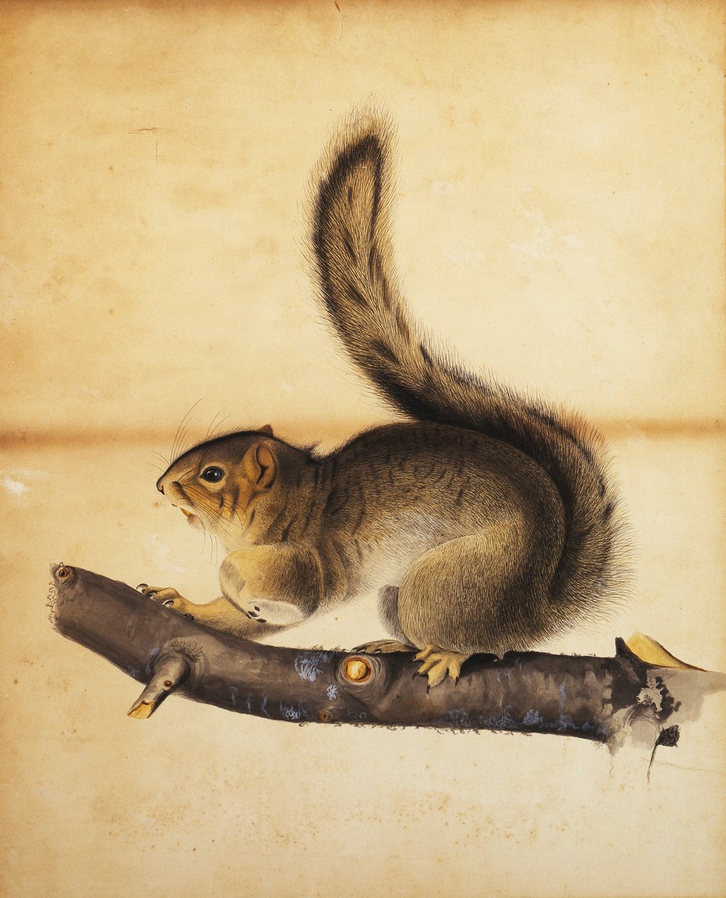 Východní šedá veverka v plné zimní srsti, kolem 40. let 19. století od John James Audubon