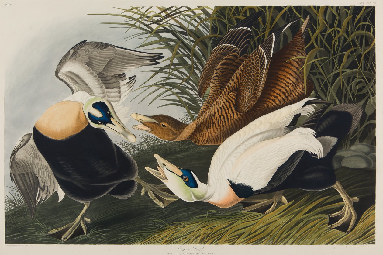 Kajka kajka, 1835 (wc na papíře) od John James Audubon