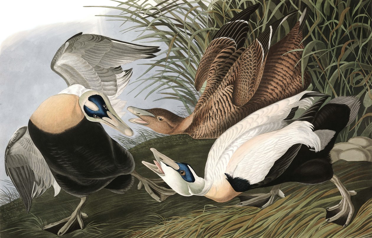 Kajka kajka, Fuligula Mollissima, z "The Birds of America" od Johna J. Audubona, hospoda. 1827-38 od John James Audubon