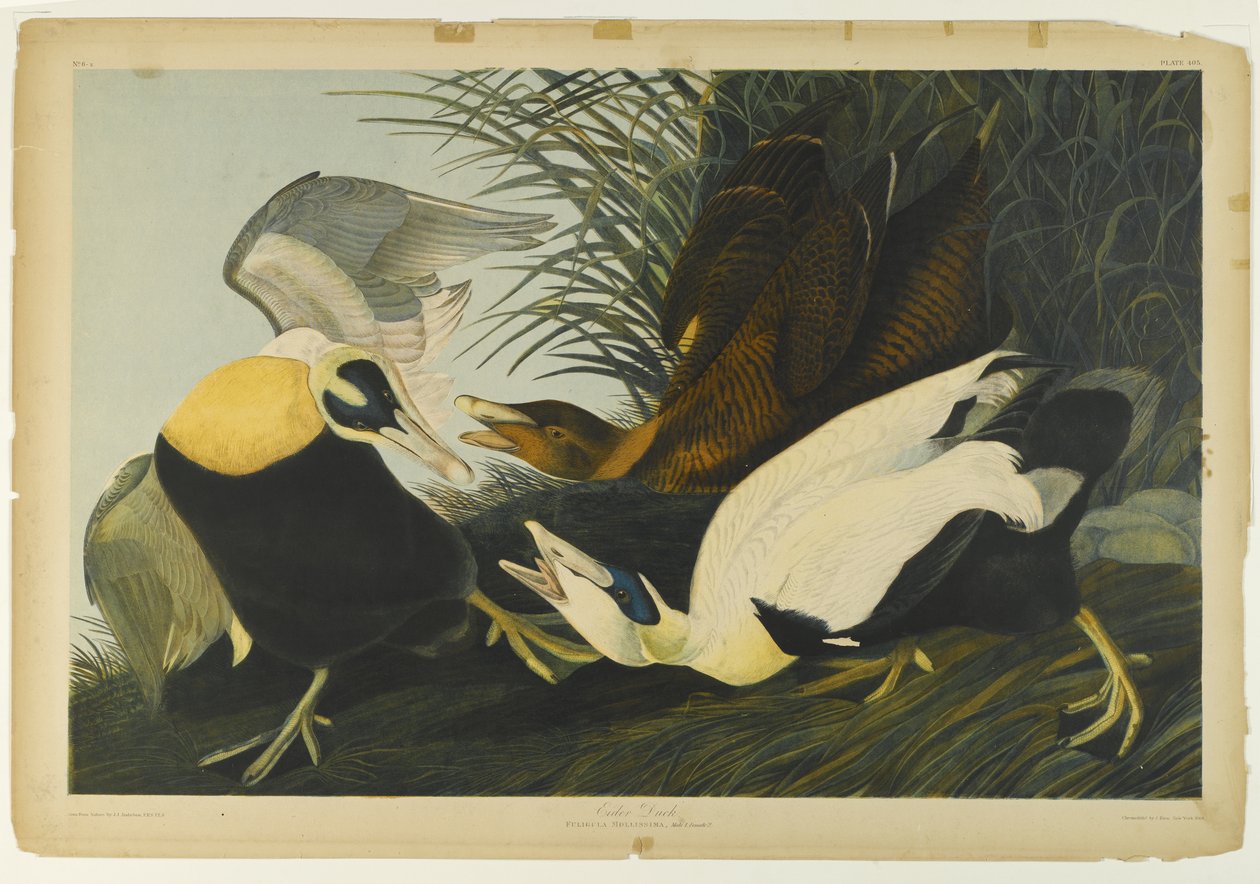 Eider Duck, tiskl Julien Bien a publikoval Roe Lockwood & Son, 1861 (chromolitograf) od John James Audubon