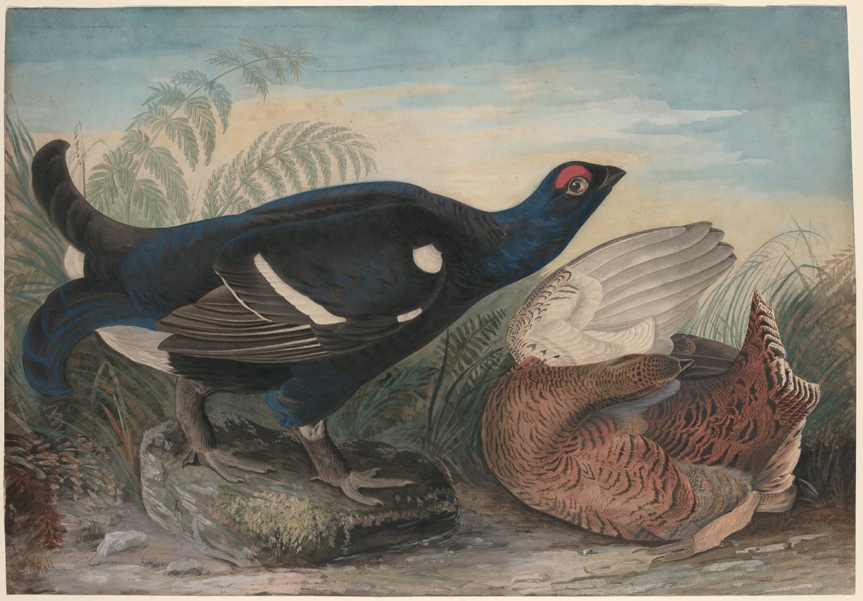 Anglické černé kohouty od John James Audubon