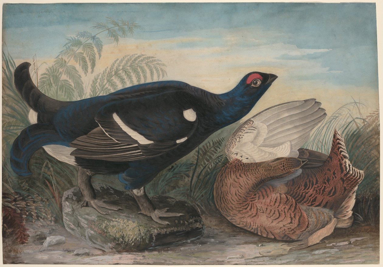 Angličtí černí kohouti od John James Audubon