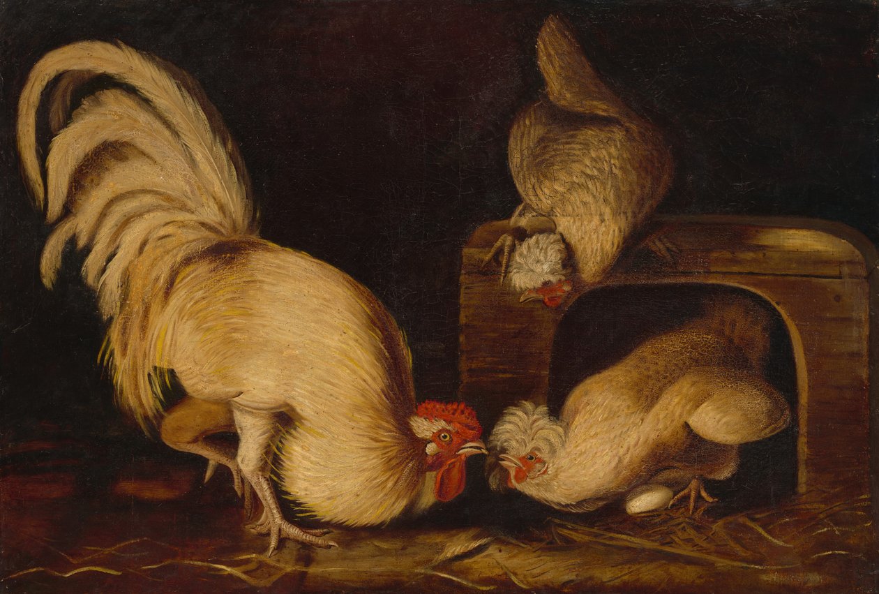Chov slepice od John James Audubon