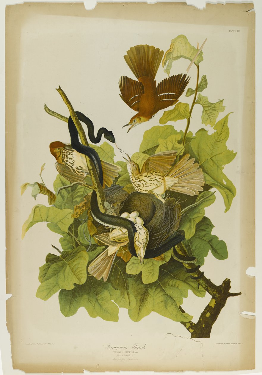 Ferruginous Thrush, tiskl Julien Bien a publikoval Roe Lockwood & Son, 1861 (chromolitograf) od John James Audubon
