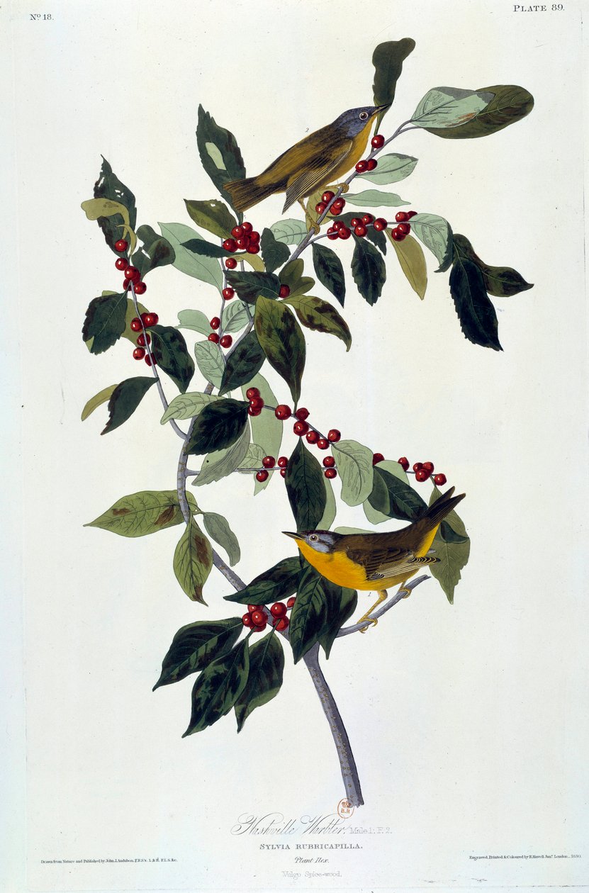 Květiny a ptáci malba na hedvábí od Johna Jamese Audubona (1780-1851) (ex.am.) 1826-1830. Paříž, B.N. od John James Audubon