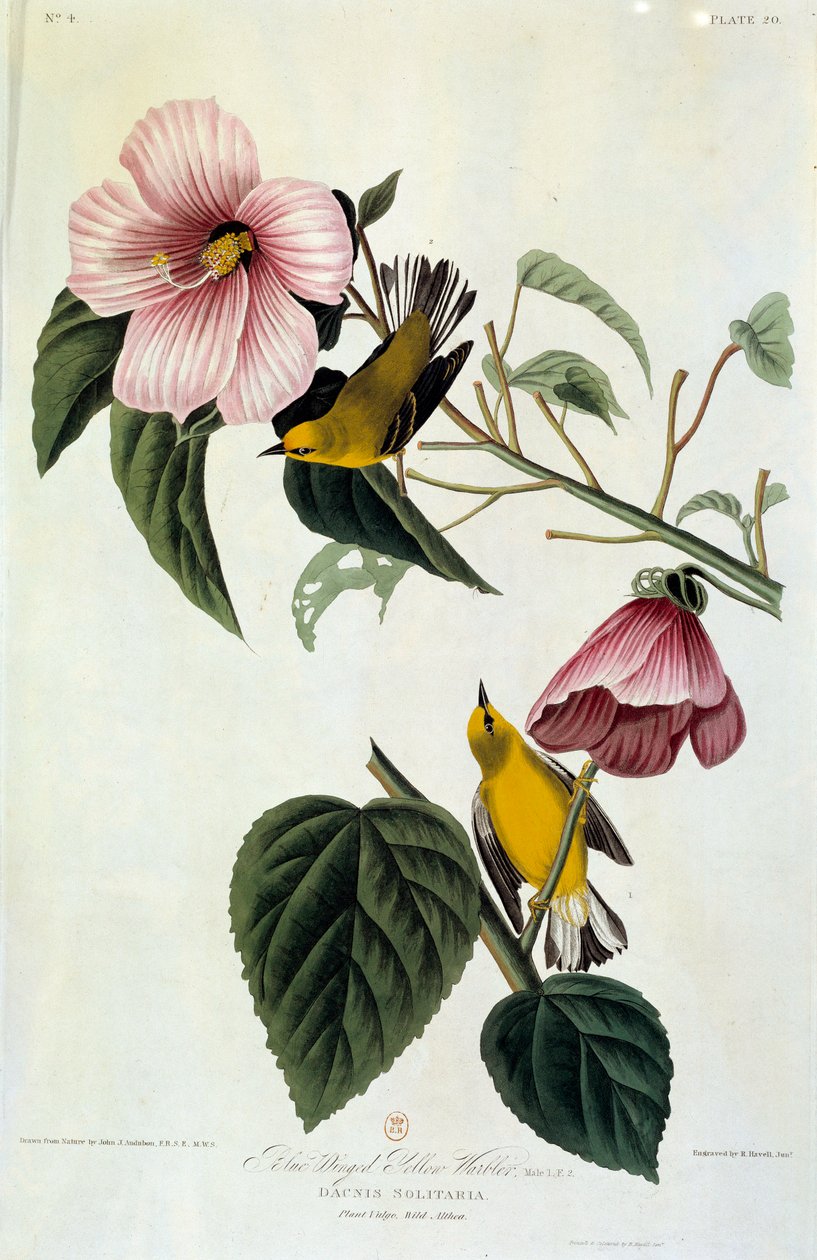 Závěsný od John James Audubon
