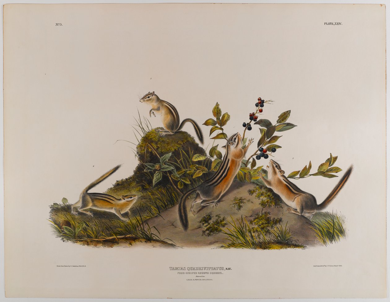 Sysel čtyřpruhý od John James Audubon