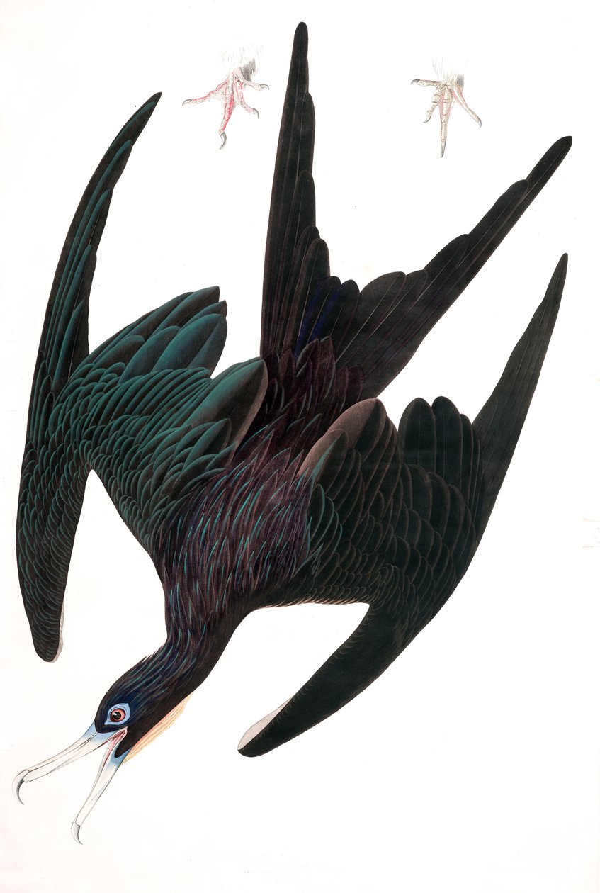 Frigate Pelican, Tachypetes Aquilis, z "The Birds of America" od Johna J. Audubona, hospoda. 1827-38 (ručně kolorovaná rytina) od John James Audubon