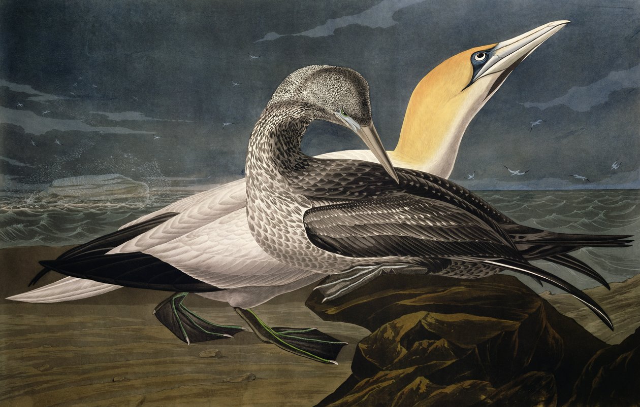 Gannets, z 