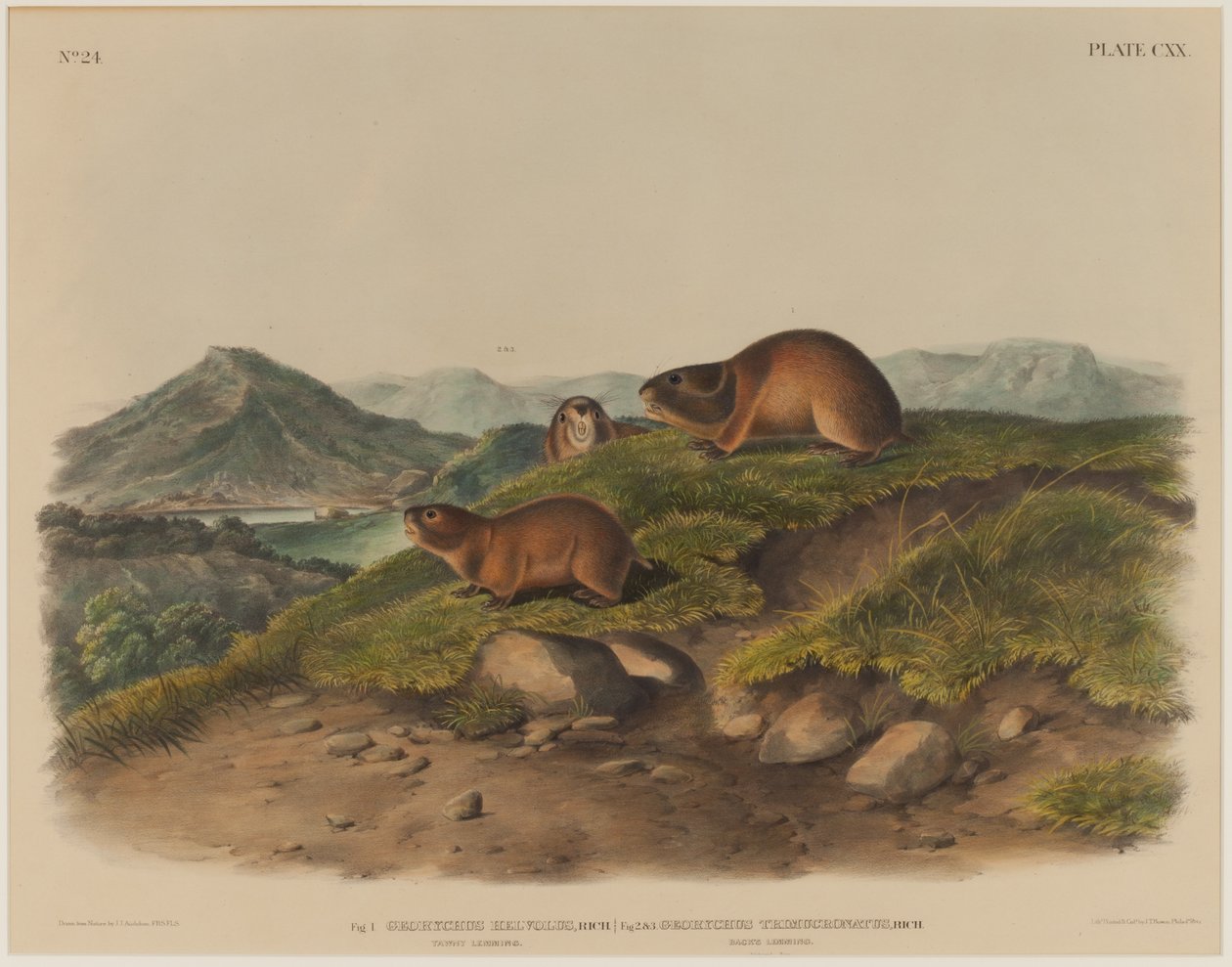 Georychus Helvolus a Georychus Trimucronatus od John James Audubon