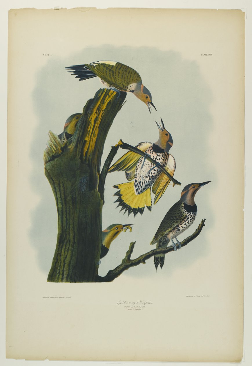 Zlatokřídlý datel, tiskl Julien Bien a vydal Roe Lockwood & Son, 1861 (chromolitograf) od John James Audubon