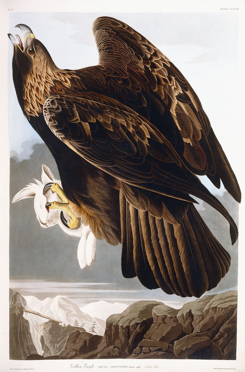 Zlatý orel, 1833 od John James Audubon