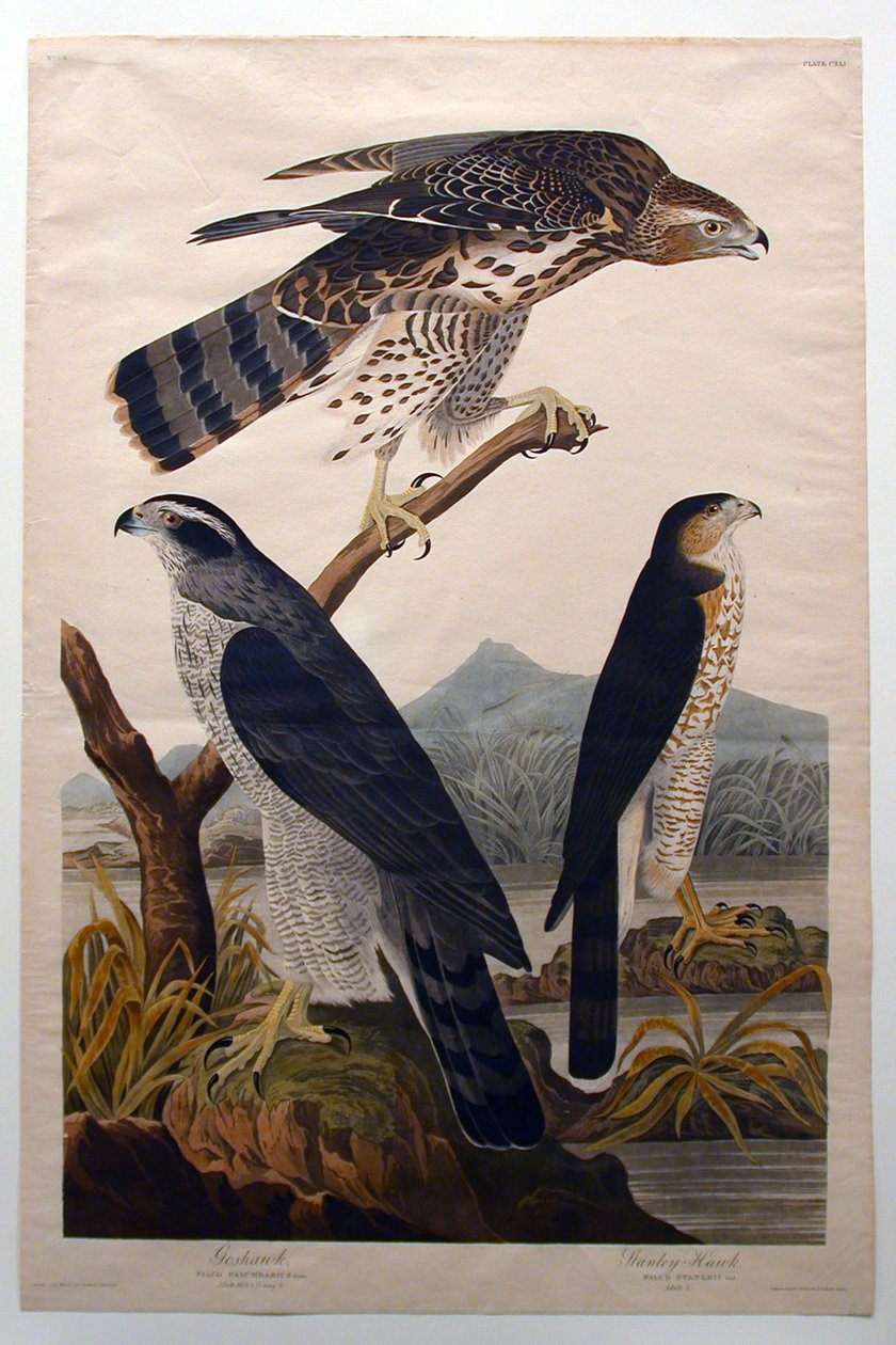 Jestřáb velký, jestřáb Stanleyho (č. 29) od John James Audubon
