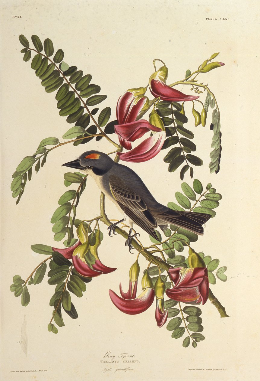 Šedý tyran. Z The Birds of America, 1827-1838. od John James Audubon