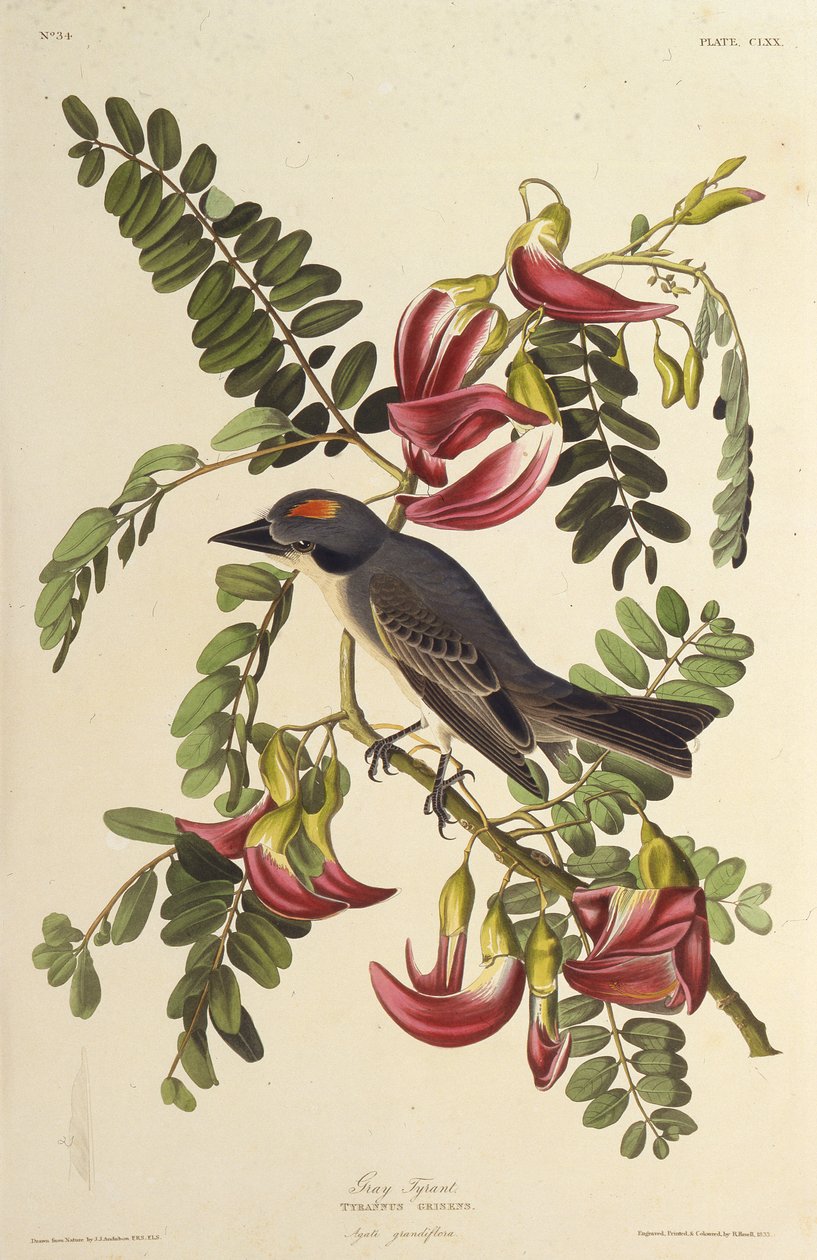 Šedý tyran. Z The Birds of America, 1827-1838. od John James Audubon