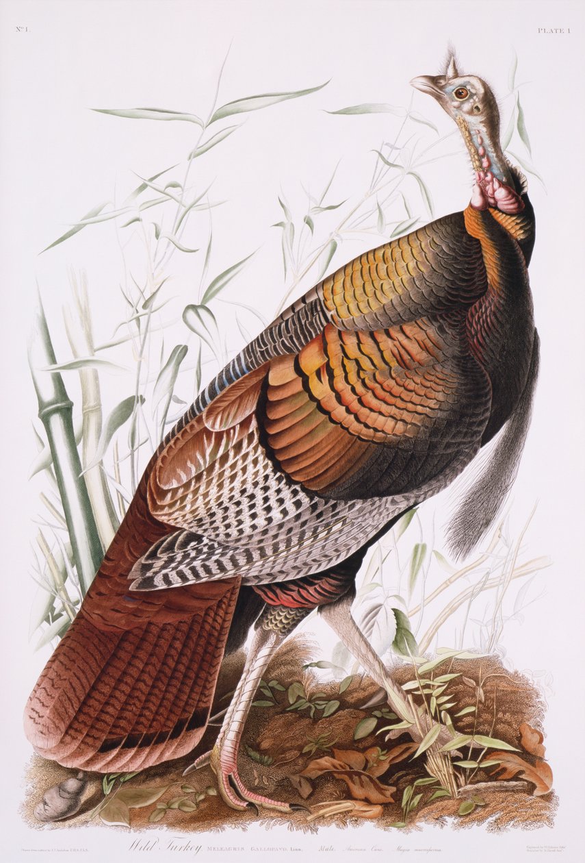 Great American Cock, nebo Wild Turkey od John James Audubon